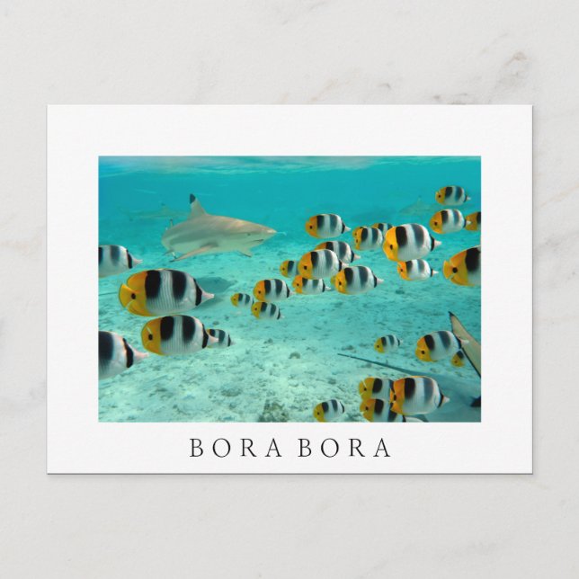 Tiburón en la postal de texto blanco de Bora Bora (Anverso)