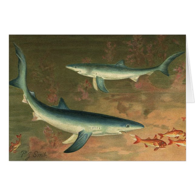 Tiburones Azules Comiendo Peces, Vida Marina Vinta (Anverso (Horizontal))