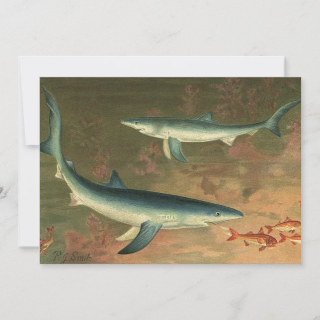 Tiburones Azules Comiendo Peces, Vida Marina Vinta (Anverso)