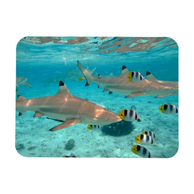 Tiburones en el imán rectangular de la laguna de B (Horizontal)