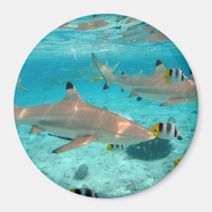 Tiburones en el imán redondo de la laguna de Bora