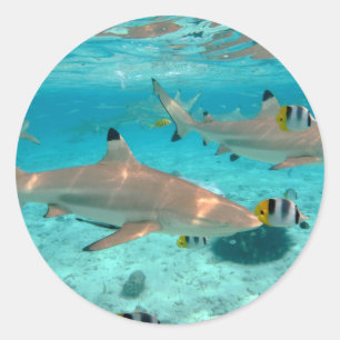 Tiburones en el pegatina de la laguna de Bora Bora