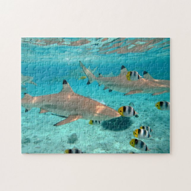 Tiburones en el rompecabezas de la laguna de Bora (Horizontal)
