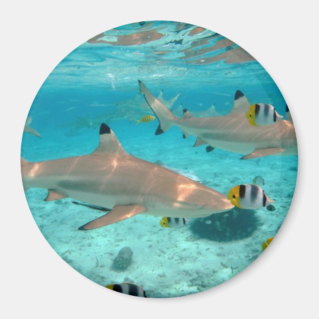 Tiburones en la laguna de Bora Bora imán redondo (Frente)