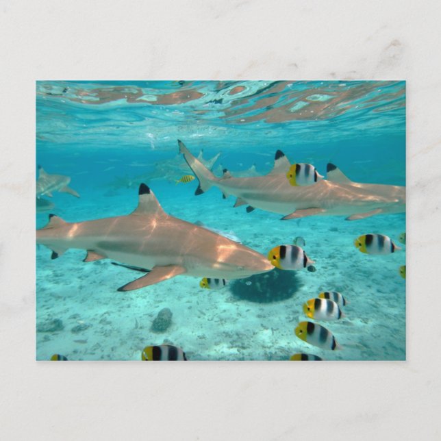 Tiburones en la postal de la laguna de Bora Bora (Anverso)