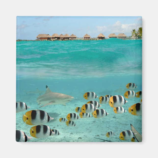 Tiburones persiguiendo peces en el imán de la lagu (Frente)
