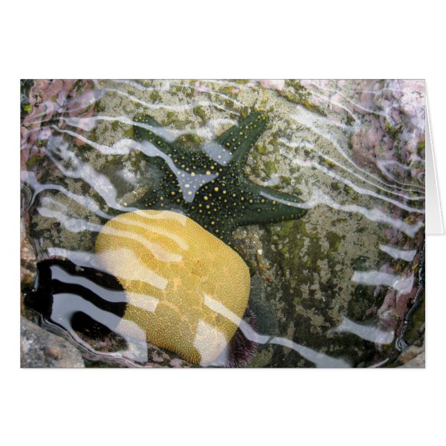 Tidepool (Anverso (Horizontal))