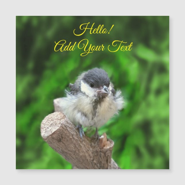 Tidi my Bird the Parus Major (Anverso)