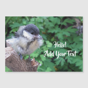 Tidi my Bird the Parus Major Magnetic Card