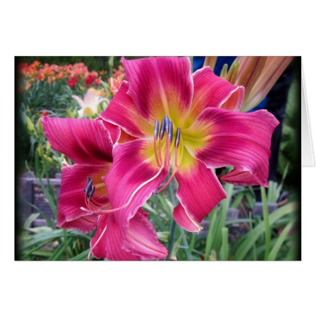 Tie Dye Twister - Daylily (Anverso (Horizontal))