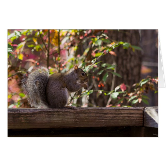 Tiempo de Chow de ardilla (Anverso (Horizontal))