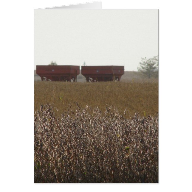 Tiempo de cosecha de soja (Frente)