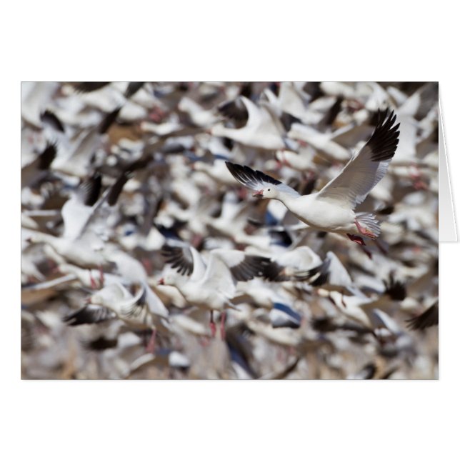 tiempo de detonar (Anverso (Horizontal))