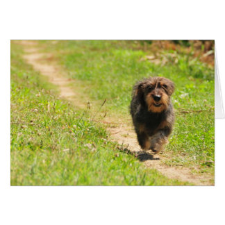 Tiempo de diversión - Corriendo Dachshund