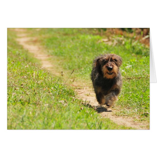 Tiempo de diversión - Corriendo Dachshund (Anverso (Horizontal))
