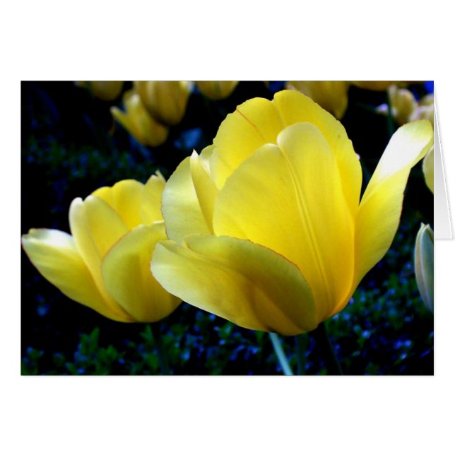 Tiempo de primavera (Anverso (Horizontal))