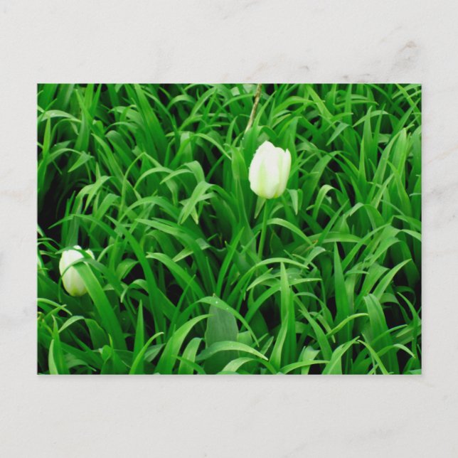 Tiempo de primavera para postal (Anverso)