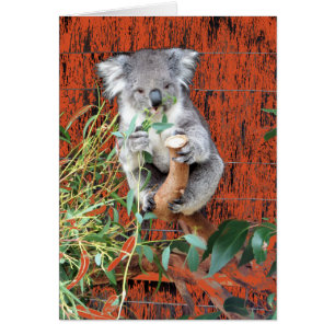 Tiempo de refrigerio de Koala