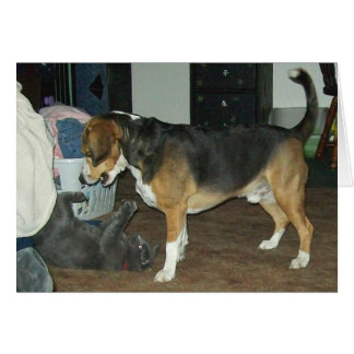 Tiempo de reproducción: Perro Beagle y gato azul r