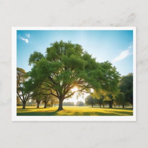 Tiempo Tranquilo Con un Gran Árbol – Tarjeta Posta