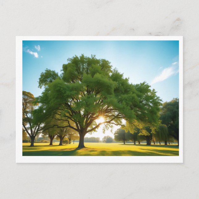 Tiempo Tranquilo Con un Gran Árbol – Tarjeta Posta (Anverso)