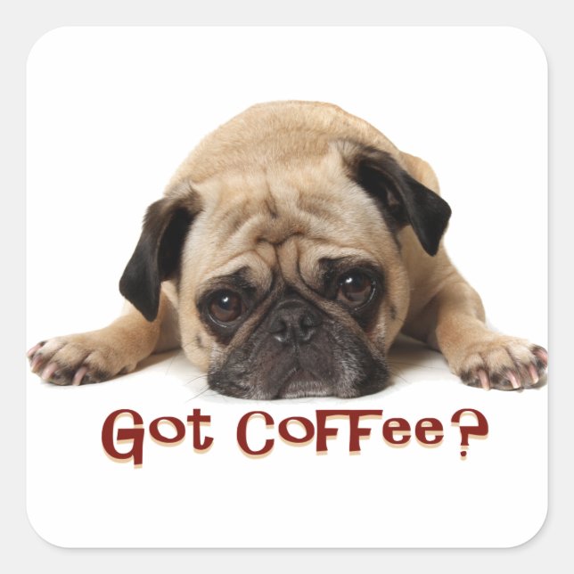 ¿Tienes café? Pug Pegatina (Anverso)