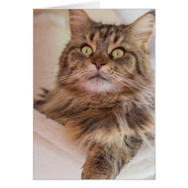 ¡Tienes mi atención! - Tarjeta de gato Maine Coon
