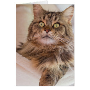 ¡Tienes mi atención! - Tarjeta de gato Maine Coon