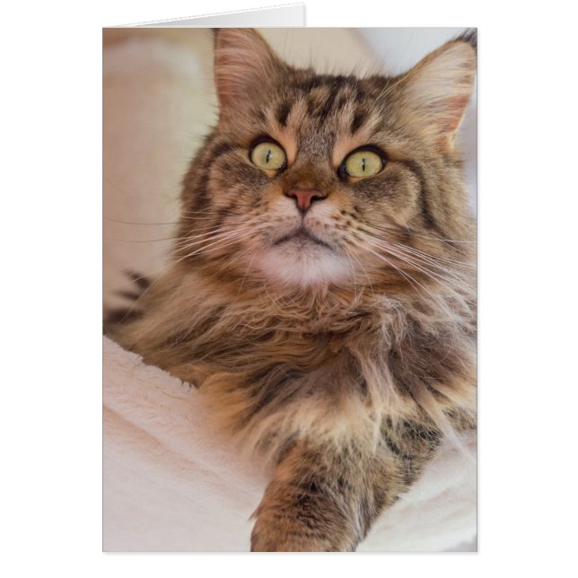 ¡Tienes mi atención! - Tarjeta de gato Maine Coon (Frente)