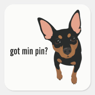 ¿Tienes Min Pin? Pegatina Miniature Pinscher (negr
