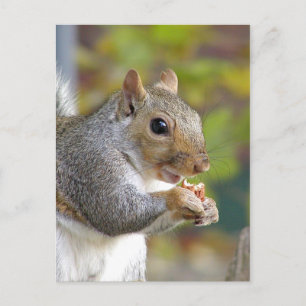 ¿Tienes nueces? postal