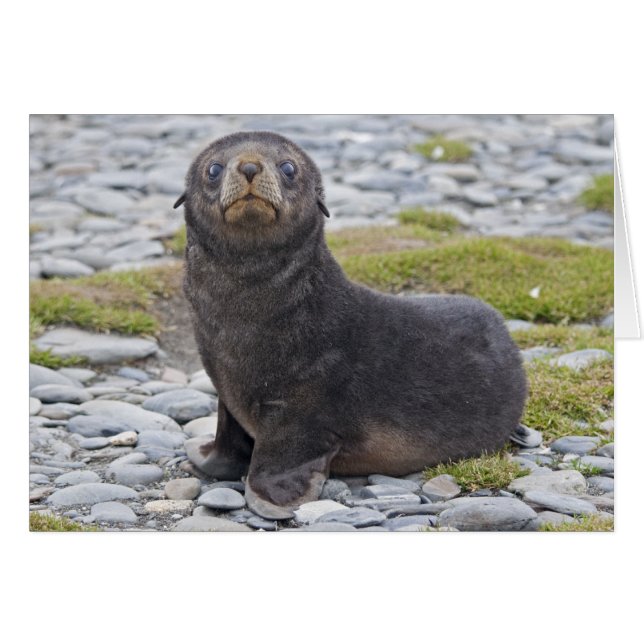 ¿Tienes pescado? Tarjeta (Anverso (Horizontal))