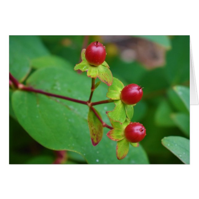 Tierra Verde (Anverso (Horizontal))