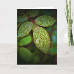 Tierra verde, tarjeta