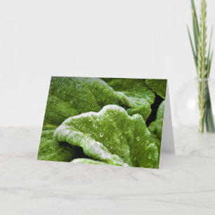 Tierra verde, tarjeta