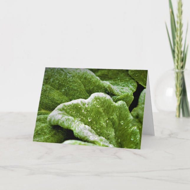 Tierra verde, tarjeta (Anverso)