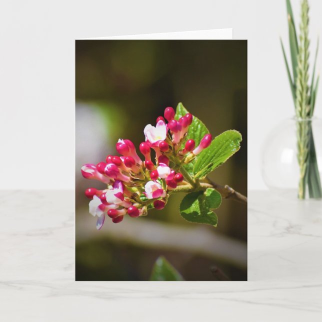 Tierra verde, tarjeta (Anverso)