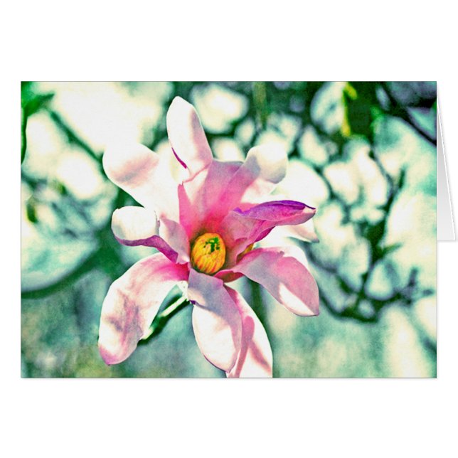 Tiffany Magnolia (Anverso (Horizontal))