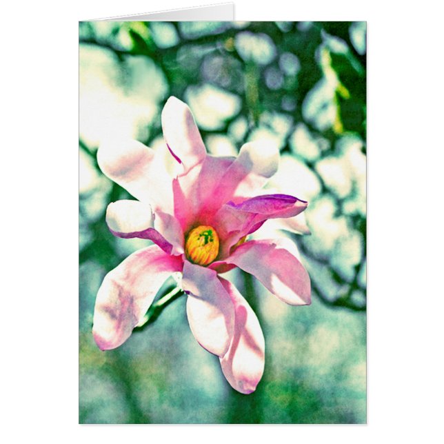 Tiffany Magnolia (Frente)