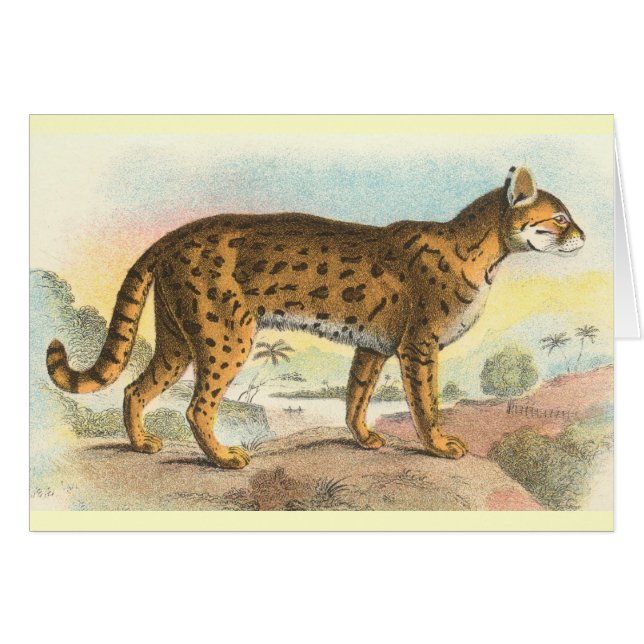 Tiger-Cat (Anverso (Horizontal))