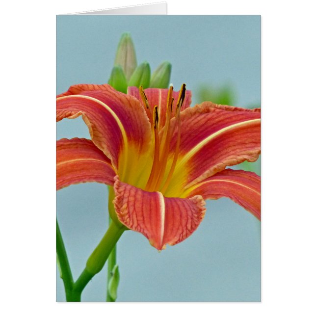 Tiger Daylily (Frente)