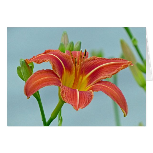 Tiger Daylily (Anverso (Horizontal))