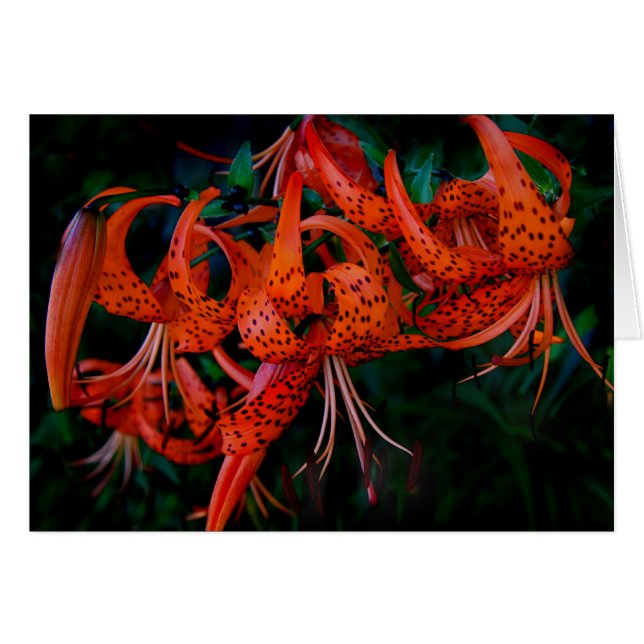 Tiger Lilly (Anverso (Horizontal))