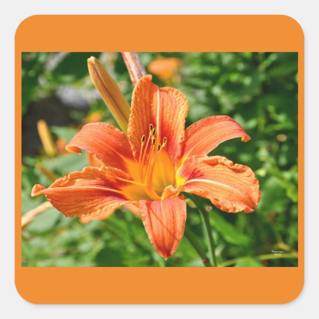 Tiger Lily - Pegatina (Anverso)
