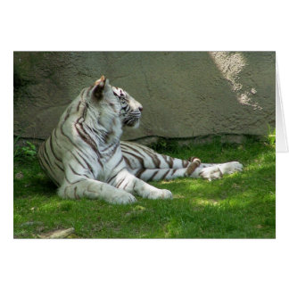 Tiger n' Grass