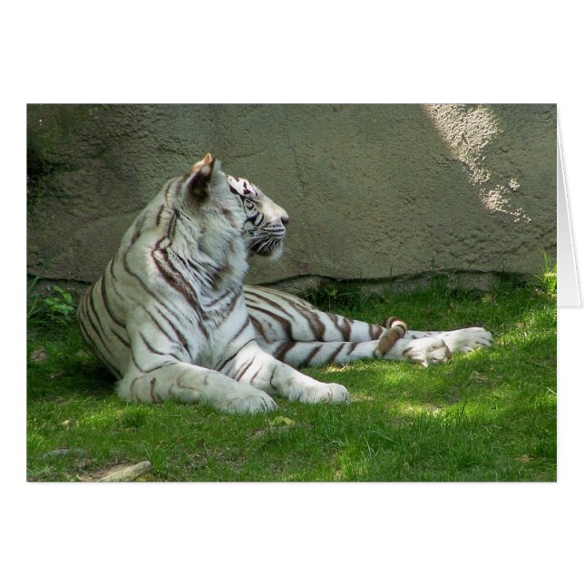 Tiger n' Grass (Anverso (Horizontal))