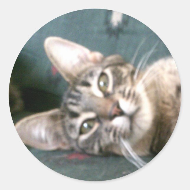 Tiger Stripe Kitten Pegatinas (Anverso)