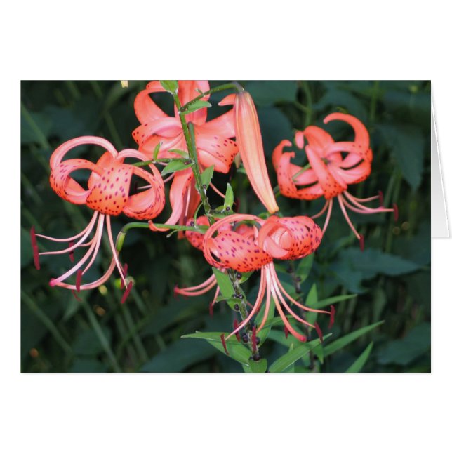 TigerLillies (Anverso (Horizontal))