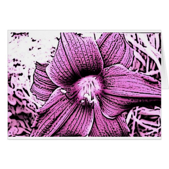 Tigerlilly rosado (Anverso (Horizontal))