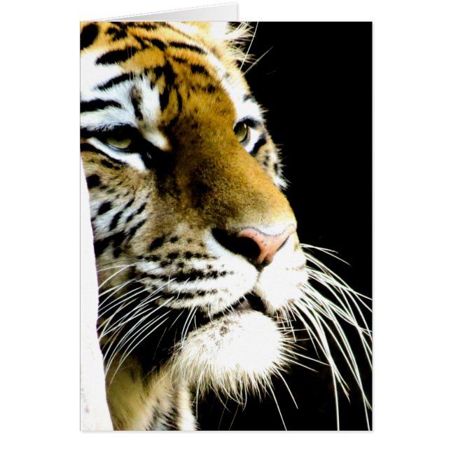 Tigre (Frente)